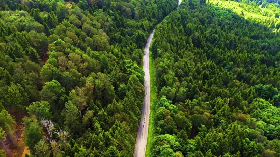 Tree, Woody Plant, Vascular Plant, Landscape, Plant, Forest