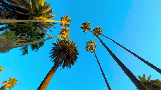 Tree, Woody Plant, Vascular Plant, Plant, Palm, Sky