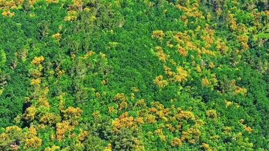 Tree, Woody Plant, Vascular Plant, Plant, Yellow, Autumn