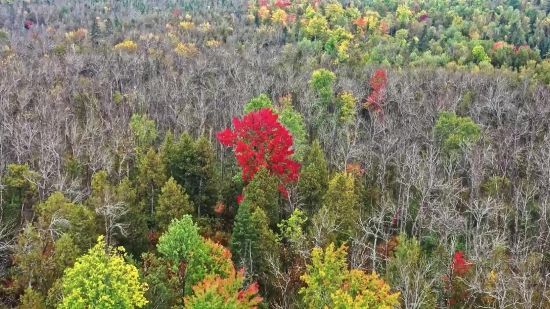 Tree, Woody Plant, Vascular Plant, Shrub, Autumn, Fall