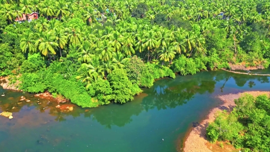 Tree, Woody Plant, Vascular Plant, Water, Landscape, River