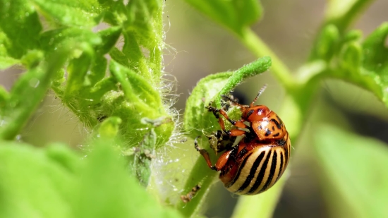 Tubidy 3gp, Ladybug, Leaf Beetle, Beetle, Insect, Arthropod