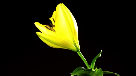 Tulip, Plant, Flower, Spring, Petal, Flora