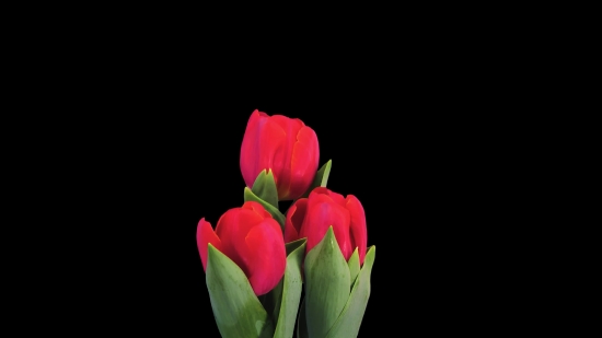 Tulip, Tulips, Spring, Plant, Flower, Bouquet