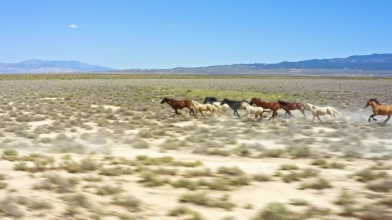 Tunnel Stock Footage, Antelope, Ranch, Cow, Grass, Horses