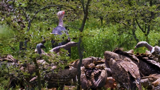 Turkey, Bird, Tree, Forest, Landscape, Wild