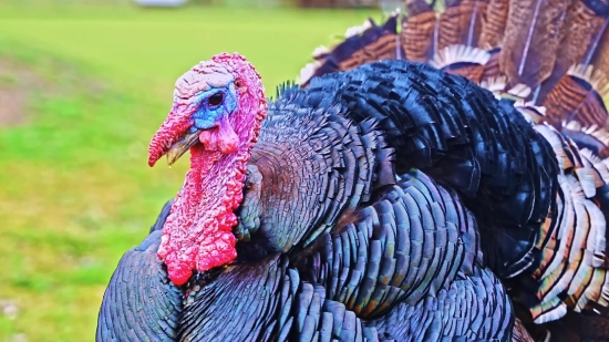 Turkey, Bird, Wildlife, Wild, Eye, Feather