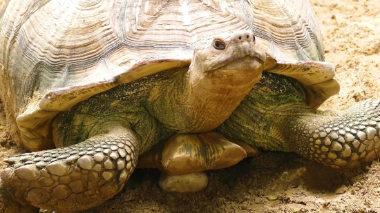 Turtle, Reptile, Mud Turtle, Slow, Terrapin, Tortoise