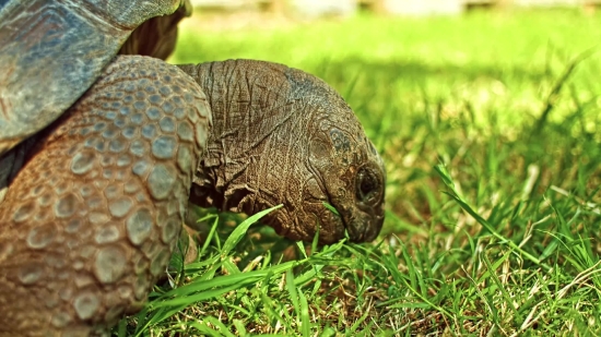 Turtle, Reptile, Terrapin, Box Turtle, Slow, Wildlife