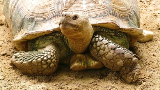 Turtle, Reptile, Terrapin, Slow, Mud Turtle, Shell