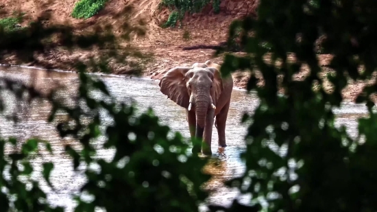 Tusker, Elephant, Mammal, Safari, Wildlife, Animal