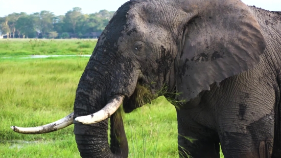 Tusker, Elephant, Mammal, Safari, Wildlife, Wild