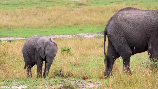 Tusker, Elephant, Mammal, Safari, Wildlife, Wild