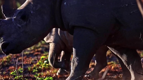 Tusker, Mammal, Animal, Wildlife, Water, Wild