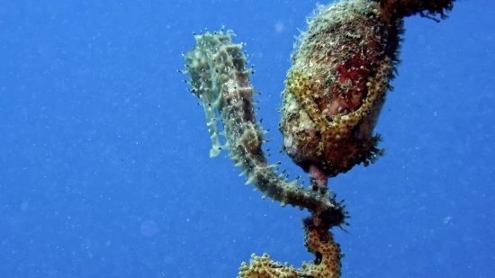 Underwater, Fish, Sea Cucumber, Walrus, Sea, Coral