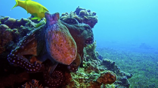 Underwater, Reef, Coral, Fish, Sea, Ocean