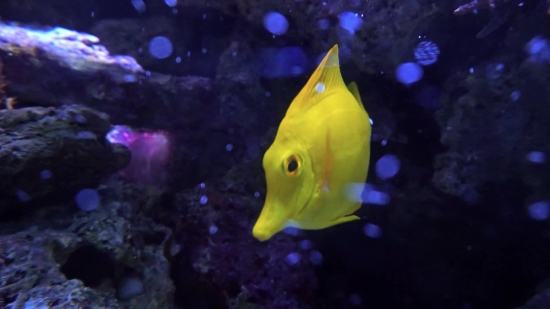 Underwater, Reef, Sea, Coral, Tropical, Fish