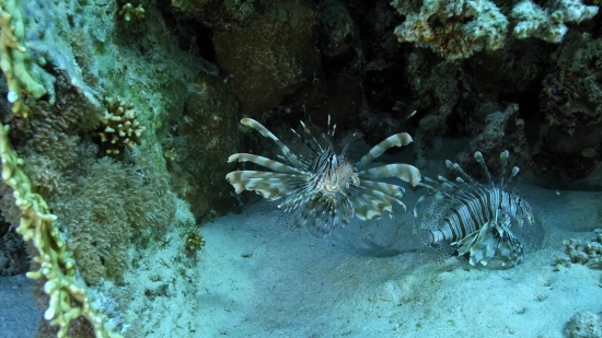 Underwater, Sea, Ocean, Reef, Coral, Marine