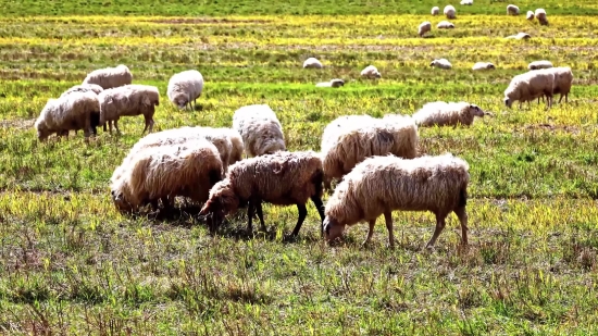 Unlimited Stock Video, Simpleton, Sheep, Farm, Grass, Field