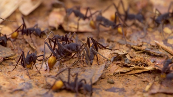 V Video Footage Download, Ant, Insect, Arthropod, Honeycomb, Close