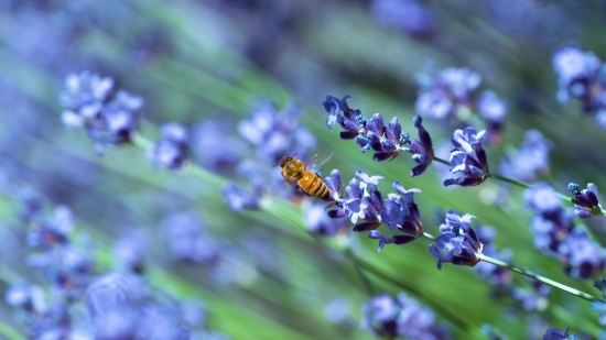 Vascular Plant, Herb, Plant, Lavender, Flower, Woody Plant