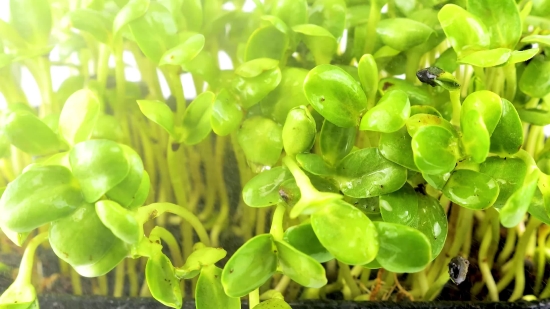 Vascular Plant, Plant, Vegetable, Water Hyacinth, Herb, Fresh