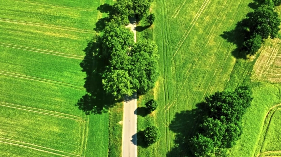 Vascular Plant, Tree, Plant, Herb, Landscape, Grass