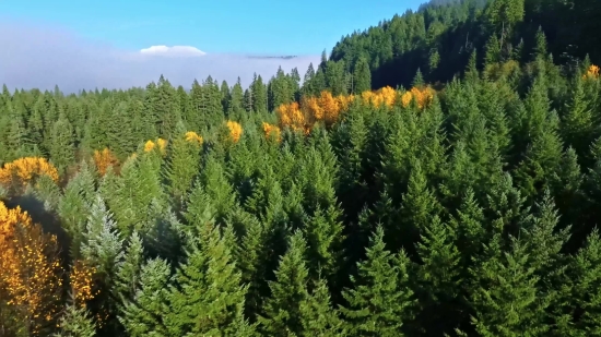 Vascular Plant, Tree, Plant, Landscape, Forest, Autumn