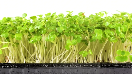 Vegetable, Cress, Fresh, Plant, Herb, Garden Cress