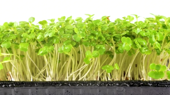 Vegetable, Cress, Plant, Herb, Fresh, Garden Cress