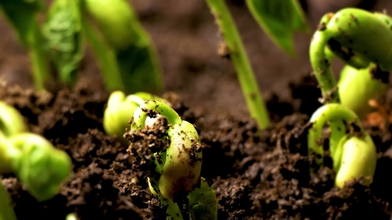 Vegetable, Lettuce, Herb, Food, Plant, Fresh