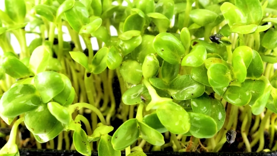 Vegetable, Water Hyacinth, Vascular Plant, Aquatic Plant, Plant, Fresh