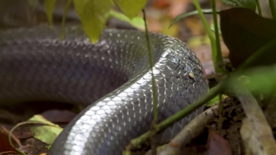 Videezy Background, Snake, Reptile, Water Snake, Thunder Snake, Wildlife