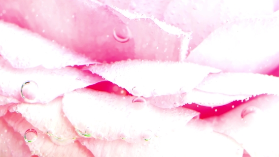 Videezy Free Stock Videos, Acrylic, Pink, Watercolor, Flower, Color