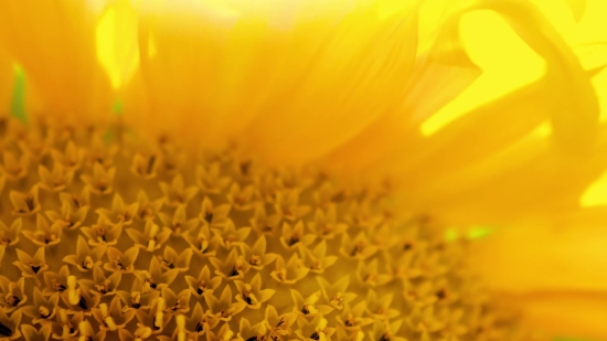 Video Archive Download Free, Sunflower, Yellow, Pollen, Flower, Plant