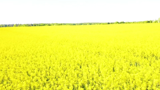 Video Clips For Free, Rapeseed, Oilseed, Seed, Field, Meadow