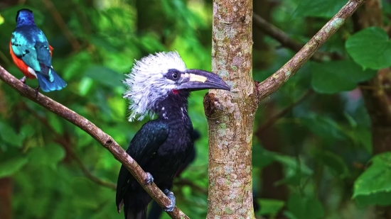 Video Footage, Bird, Beak, Wildlife, Feather, Wild