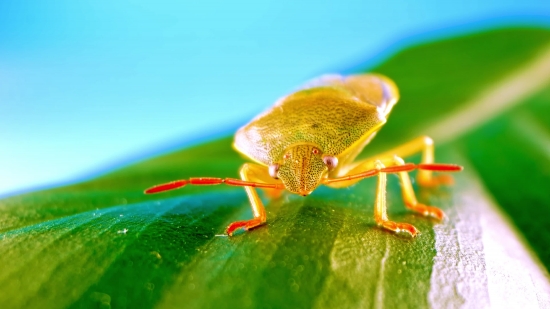 Video Ke Liye Background, Insect, Leafhopper, Leaf, Close, Bug