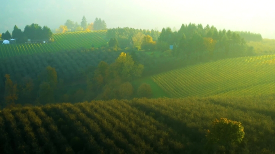 Video Loops Hd, Rapeseed, Field, Oilseed, Landscape, Rural