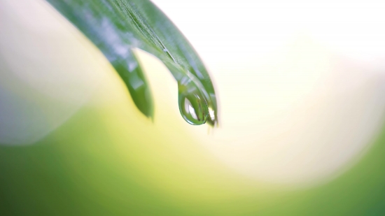 Video Wallpaper Pc Download, Dew, Light, Bright, Environment, Plant