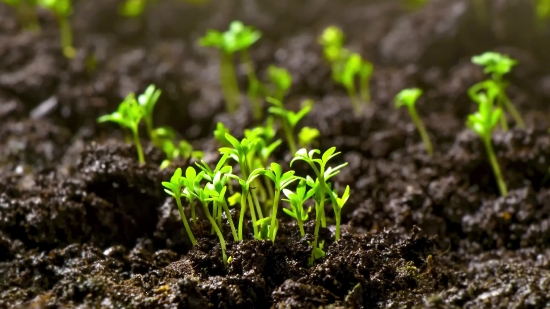 Videos Movie Clips Download, Seedling, Plant, Herb, Vascular Plant, Leaf