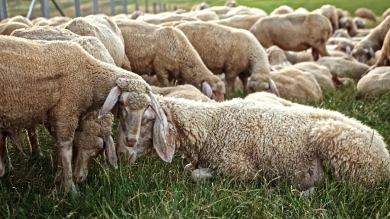 Vidmate Download Mp3 Youtube, Simpleton, Sheep, Ram, Farm, Grass