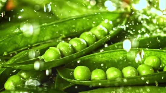 Vimeo Free Videos, Green Pea, Pea, Legume, Vegetable, Snow Pea