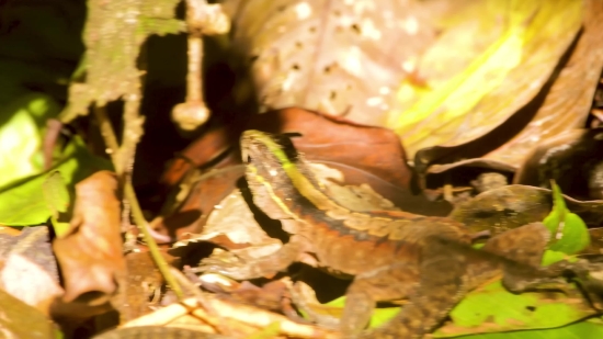 Viral Clip, Lizard, Reptile, Wildlife, Snake, Close