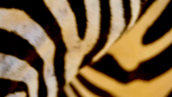 Viral Video Clips, Zebra, Equine, Black, Safari, Texture