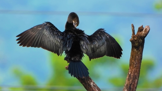 Vulture, Bird, Wildlife, Animal, Wild, Flying