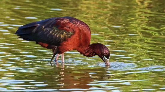 Wading Bird, Aquatic Bird, Bird, Ibis, Wildlife, Water