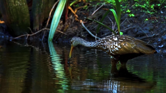 Wading Bird, Aquatic Bird, Bird, Wildlife, Wild, Beak