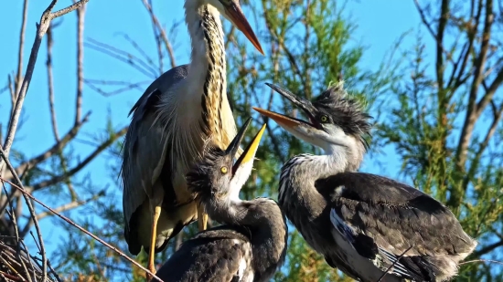 Wading Bird, Bird, Aquatic Bird, Beak, Ibis, Pelican