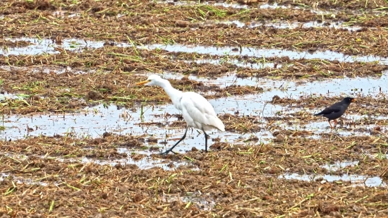 Wading Bird, Bird, Aquatic Bird, Heron, Egret, Ibis